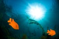 Underwater sunlight Royalty Free Stock Photo