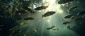 Underwater Sunlight Illuminates School of Fish Royalty Free Stock Photo