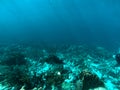 Underwater sunshine on the rocks of curacao