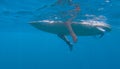 UNDERWATER: Surfer girl sits and rests on surfboard on while on a surfing trip. Royalty Free Stock Photo