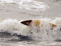 Underwater surfing in St Augustine, FL