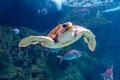 Underwater swimming tropical Green Sea Turtle