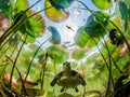 Underwater swimming turtle