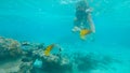 UNDERWATER: Tourist feeding a few fish left at bleached and destroyed coral reef