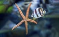 Underwater tropical fish with starfish close up Royalty Free Stock Photo