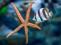 Underwater tropical fish with starfish close up Royalty Free Stock Photo