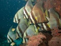 Underwater tropical school of bat fish Royalty Free Stock Photo