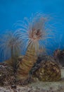 Underwater tube anemone