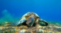 underwater turtle eating