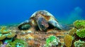 Underwater turtle eating