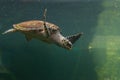 Underwater turtle swimming. Sea turtle close up over coral reef under sea. Green sea turtle swimming above a coral reef. Green Se Royalty Free Stock Photo