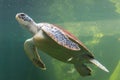 Underwater turtle swimming. Sea turtle close up over coral reef under sea. Green sea turtle swimming above a coral reef. Royalty Free Stock Photo