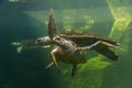 Underwater turtle swimming. Sea turtle close up over coral reef under sea. Green sea turtle swimming above a coral reef. Royalty Free Stock Photo