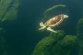 Underwater turtle swimming. Sea turtle close up over coral reef under sea. Green sea turtle swimming above a coral reef. Royalty Free Stock Photo