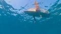 UNDERWATER: Unrecognizable female surfer sits on surfboard, waiting in line up Royalty Free Stock Photo