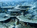 Underwater valley of table corals at the bottom of the Indian Ocean Royalty Free Stock Photo