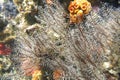 Underwater vegetation on Kicker rock wall Royalty Free Stock Photo