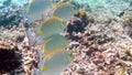 Underwater video of golden rabbitfish or Siganus guttatus school in coral reef of Thailand. Snorkeling or dive