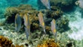 Underwater video of golden rabbitfish or Siganus guttatus school in coral reef of Thailand. Snorkeling or dive