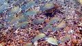 Underwater video of golden rabbitfish Siganus guttatus school in coral reef