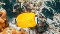 Underwater video of pair yellow butterflyfish fishes in tropical coral reefs