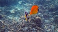 Underwater video of pair yellow blackcap butterflyfish and longfin bannerfish fish swimming among tropical coral reefs