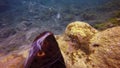 Underwater video about sea cucumber dispel sperm in Atlantic ocean.