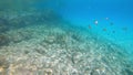 An underwater videos of a Sargeant Major fish in the Bahamas