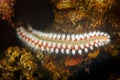 Underwater view of the bearded fireworm from Mljet Royalty Free Stock Photo