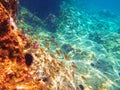 Underwater view of the blue Adriatic Sea