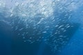 Underwater view of boat sihouettes with fish.