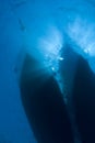 Underwater view of boat silhouettes.