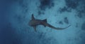 Underwater view of cat shark in blue tropical sea. Slow motion, vertical footage