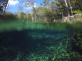 Underwater view of Cenotes Turtle House Tulum in Yucatan, Mexico