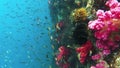 Underwater View Of Colorful Coral Garden With Tropical Fish In Kri Island, Raja Ampat. Marine Seabed With Reef Wildlife In Papua