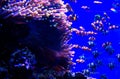 Underwater view of coral and fish, Clownfish orange color