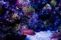 Underwater view of coral and fish color small fish