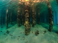 Underwater view of coral grows on the pillars of pier Royalty Free Stock Photo
