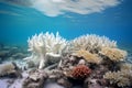 Underwater view of coral reef with hard corals and tropical fish Royalty Free Stock Photo