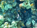 Underwater view of the coral reef. Life in the ocean. School of fish. Coral reef and tropical fish in the Red Sea, Egypt Royalty Free Stock Photo