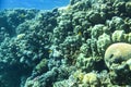 Underwater view of the coral reef. Life in the ocean. School of fish. Coral reef and tropical fish in the Red Sea, Egypt Royalty Free Stock Photo