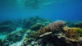 an underwater view of a coral reef with lots of sea life