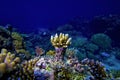 Underwater view of Coral reef and small fish with blue water background, Great Barrier Reef, Australia