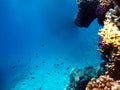 Underwater view of the coral reef and Tropical Fish Royalty Free Stock Photo