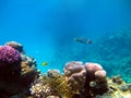 Underwater view of the coral reef and Tropical Fish Royalty Free Stock Photo