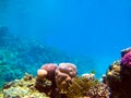 Underwater view of the coral reef and Tropical Fish Royalty Free Stock Photo