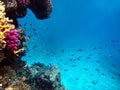 Underwater view of the coral reef and Tropical Fish Royalty Free Stock Photo