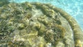 Underwater view of corals