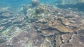 Underwater view of corals