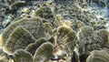 Underwater view of corals